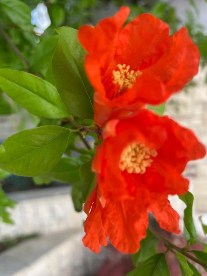 Coquille Daire Kavala Dış mekan fotoğraf